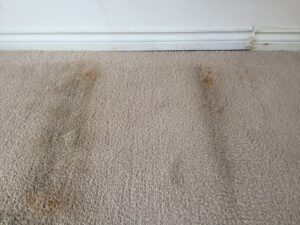 Persistent Odors on carpet