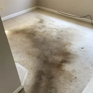 Stubborn Stains on carpet