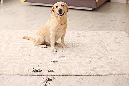 ames carpet cleaning