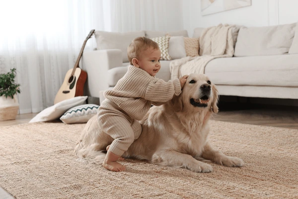 Pet-safe carpet cleaning in Ames IA for families and allergy relief