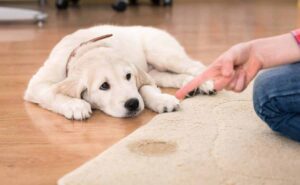Pet Odor Challenges ames homes