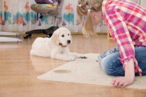 Why Pet Urine Smells Linger in Carpets