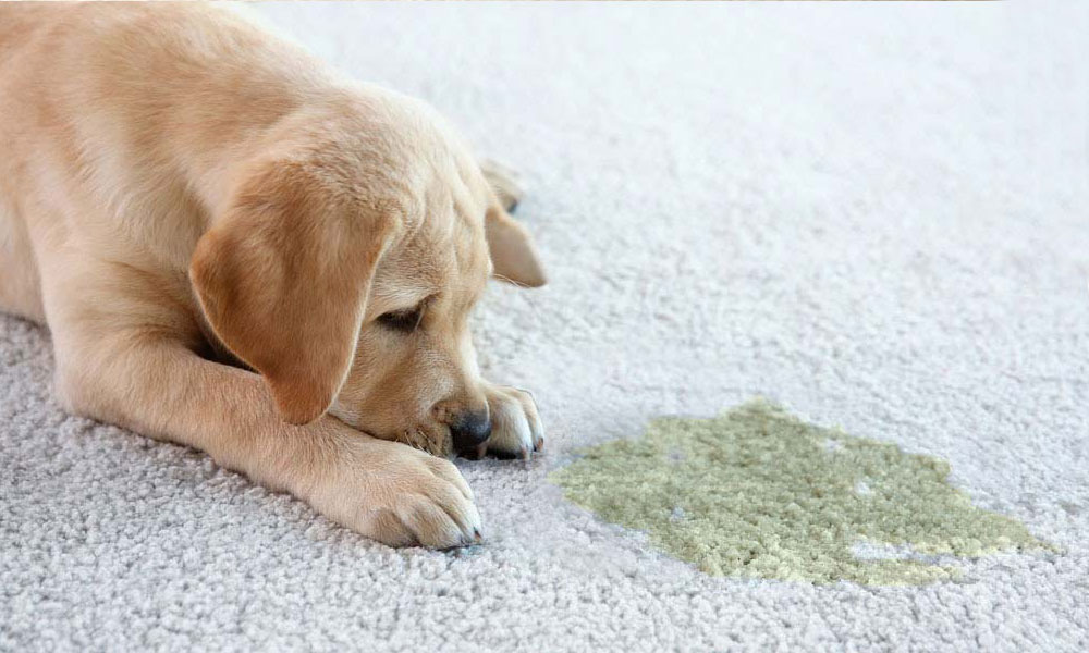 Technician performing pet odor and urine treatment in Ames, Iowa home