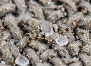 Close up of carpet fibers showing salt residue and dirt buildup from Iowa winter